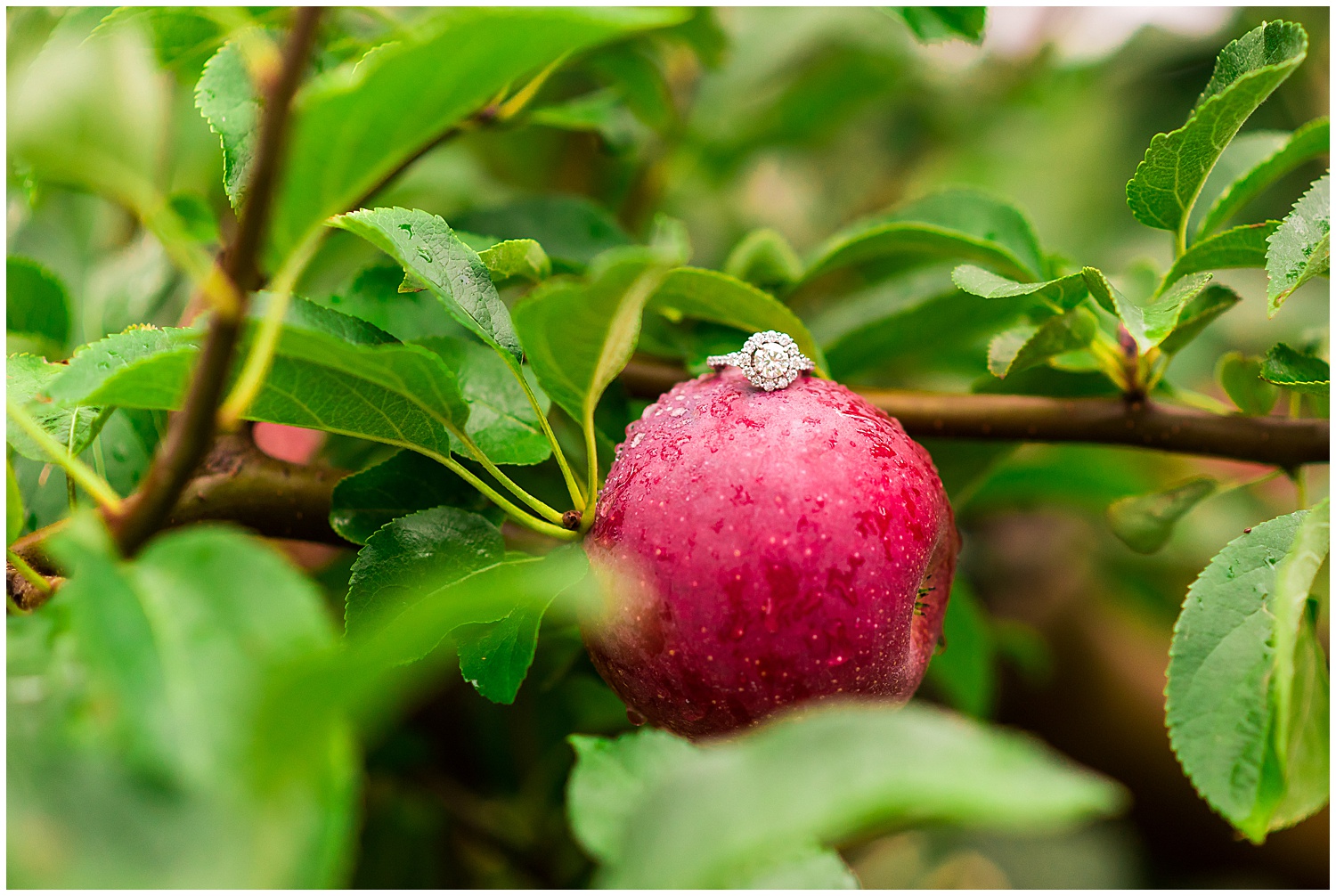 engagement ring on an apple