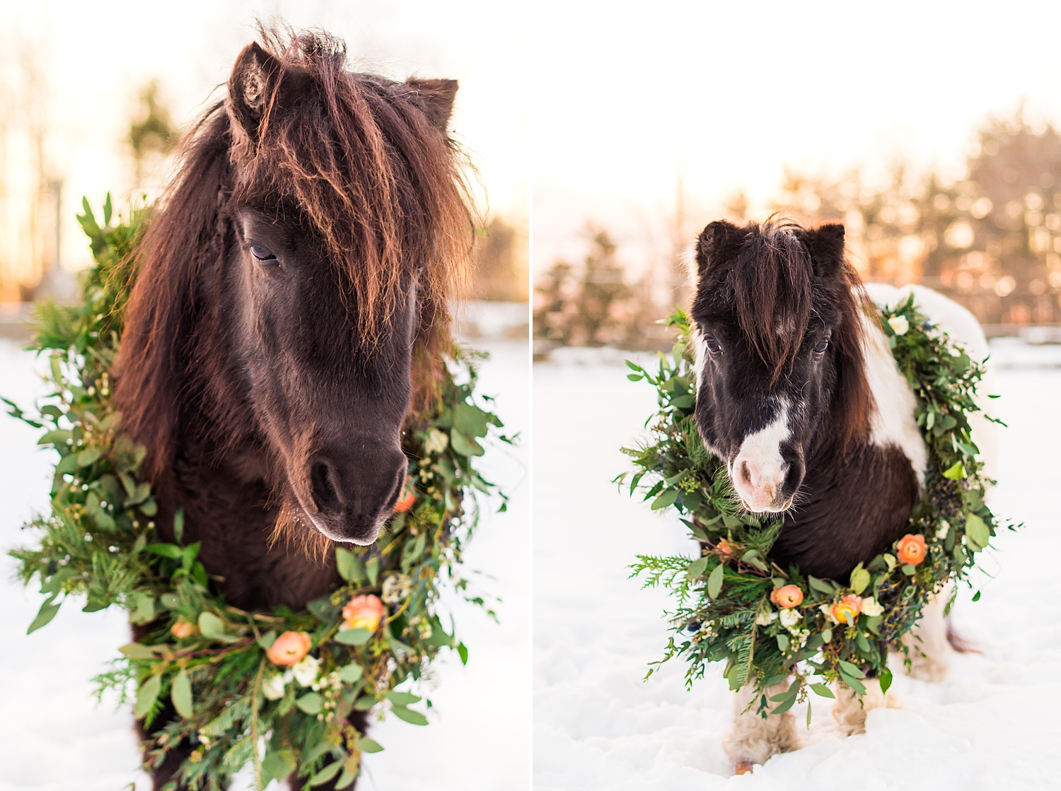 two mini horses from styled shoot
