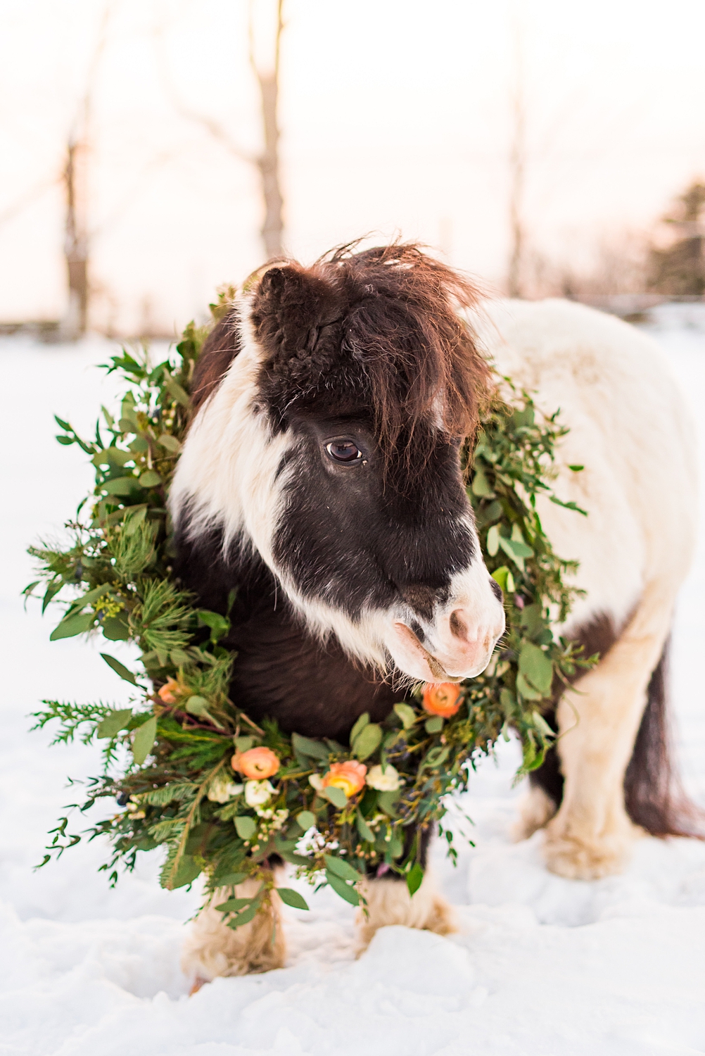 mini horse wearing garland at winter wedding styled shoot