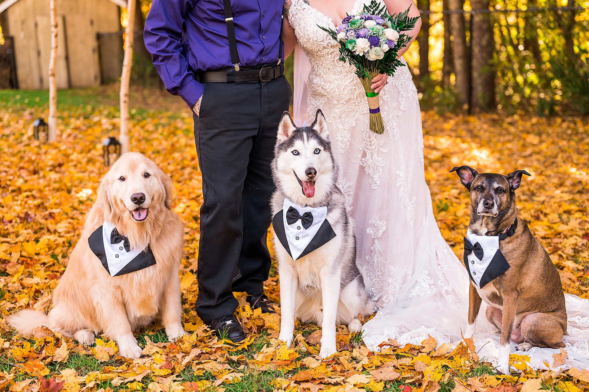 three dogs at Intimate Backyard Fall Wedding