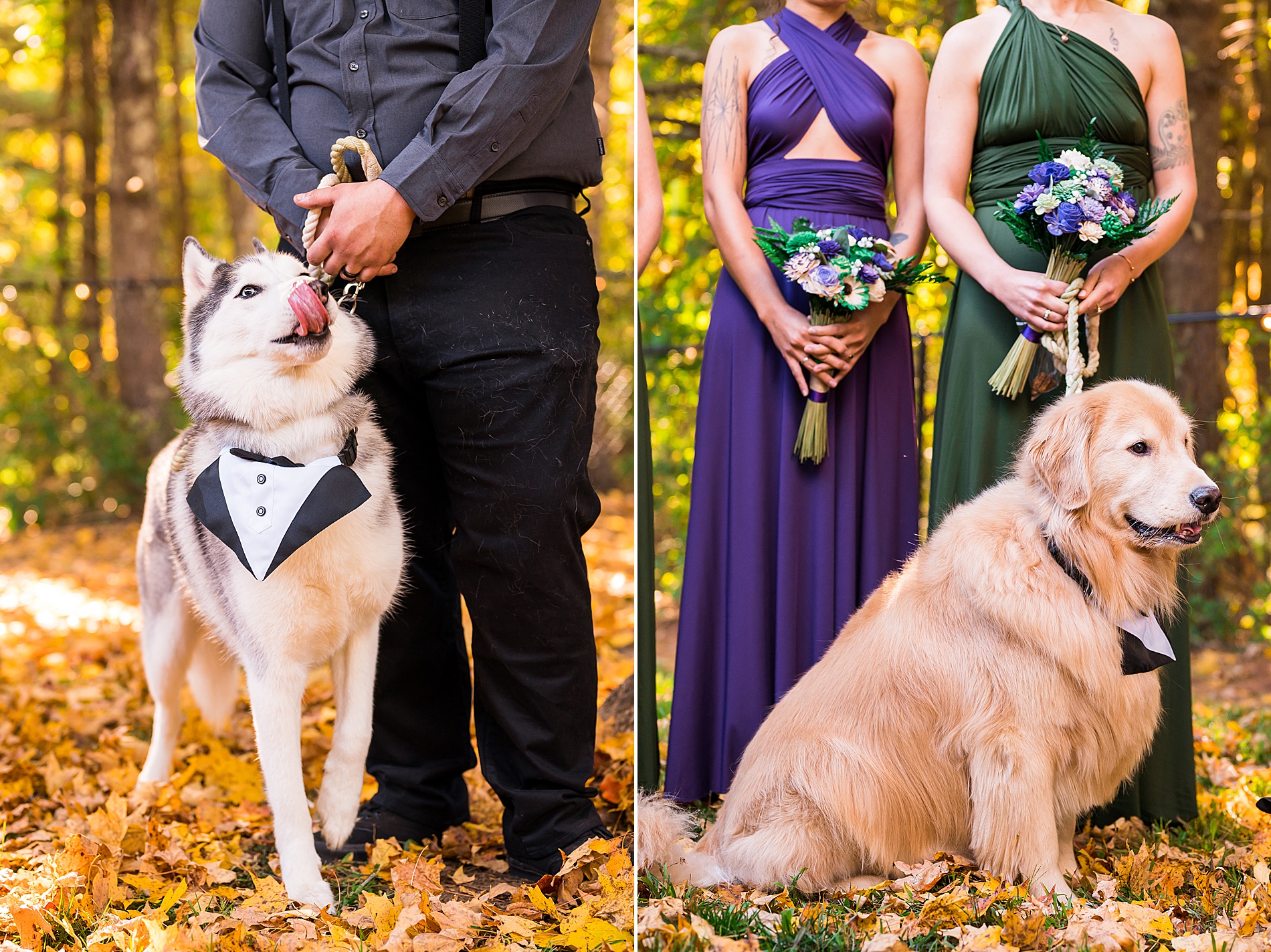 dogs at Intimate Backyard Fall Wedding