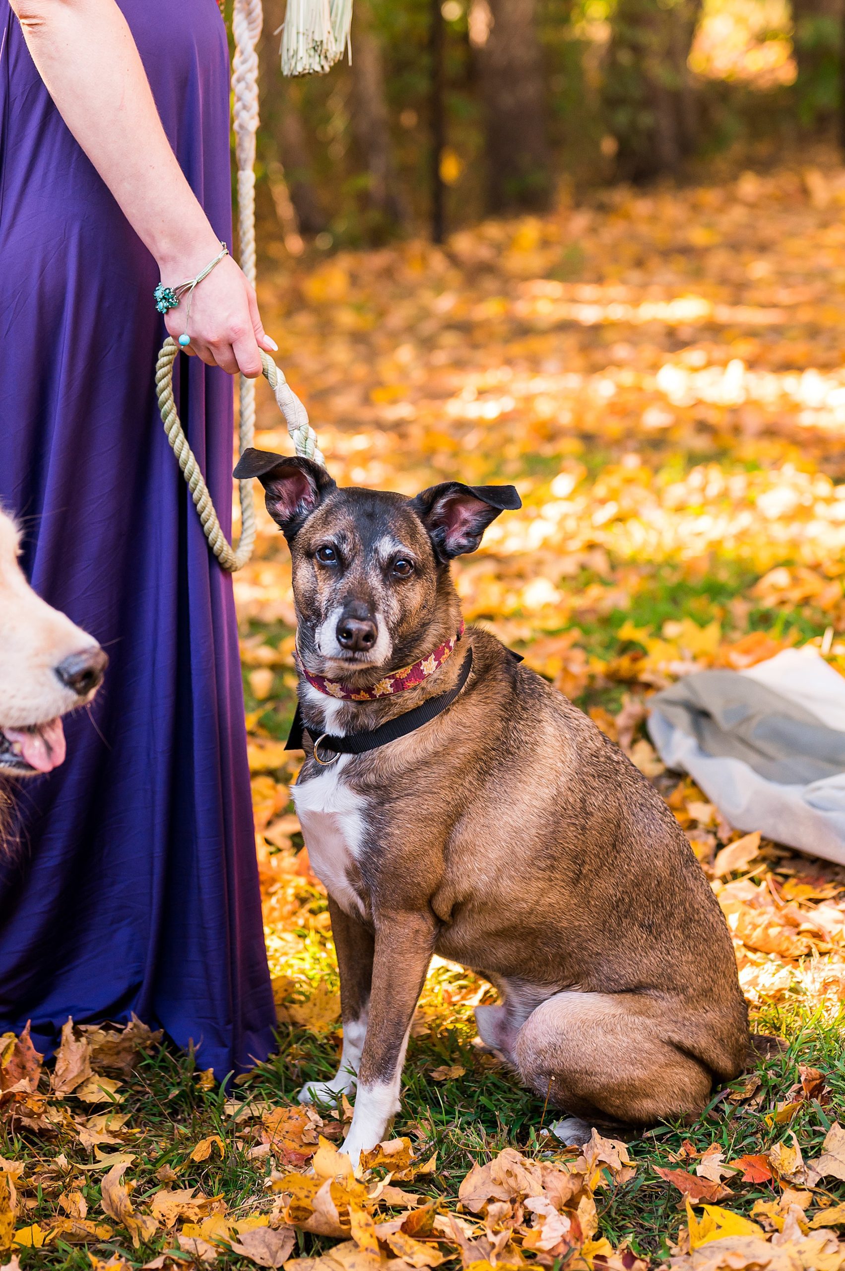 couple's dog during wedding ceremony