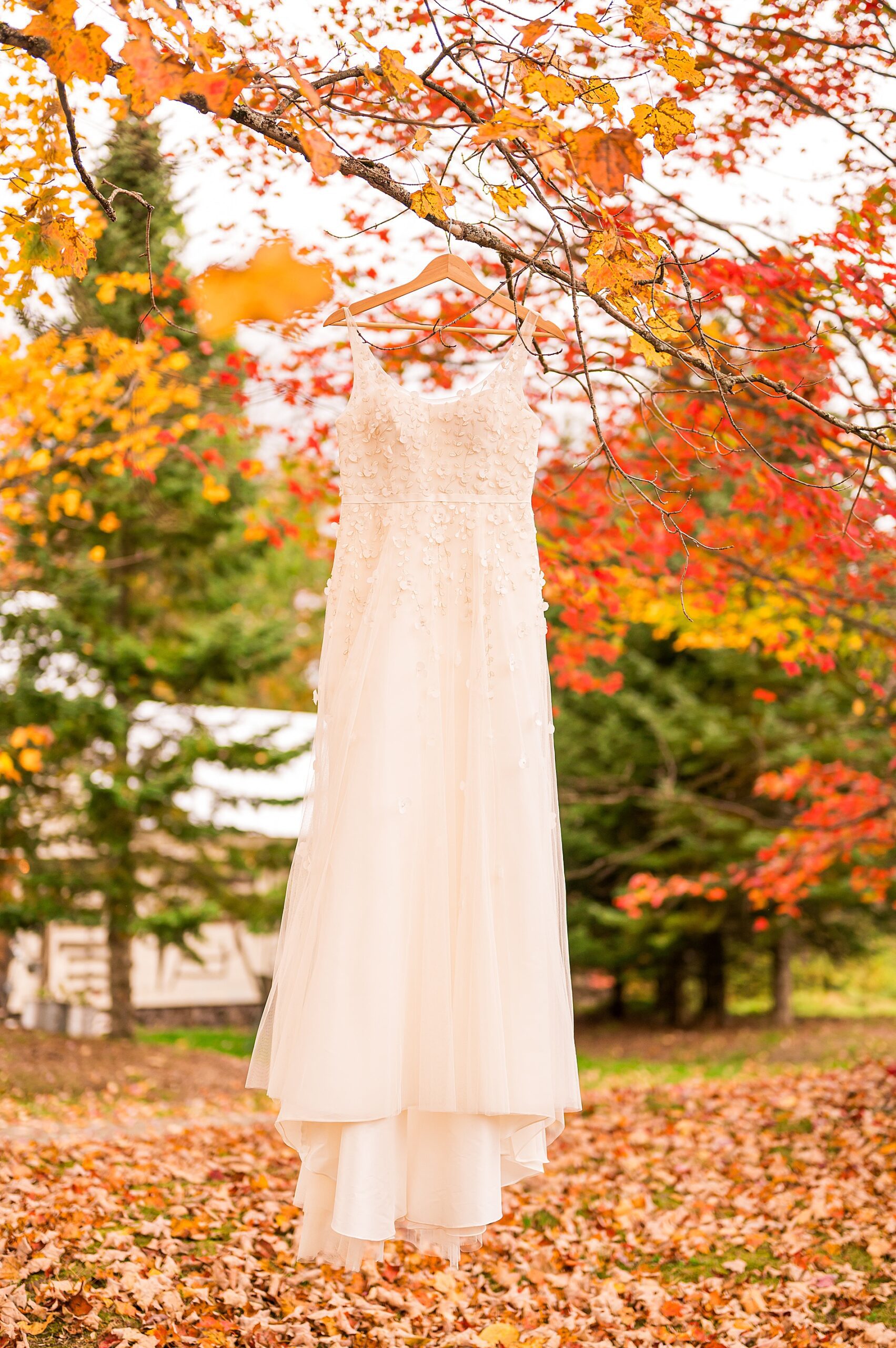 wedding dress hangs from tree covered in fall foliage 