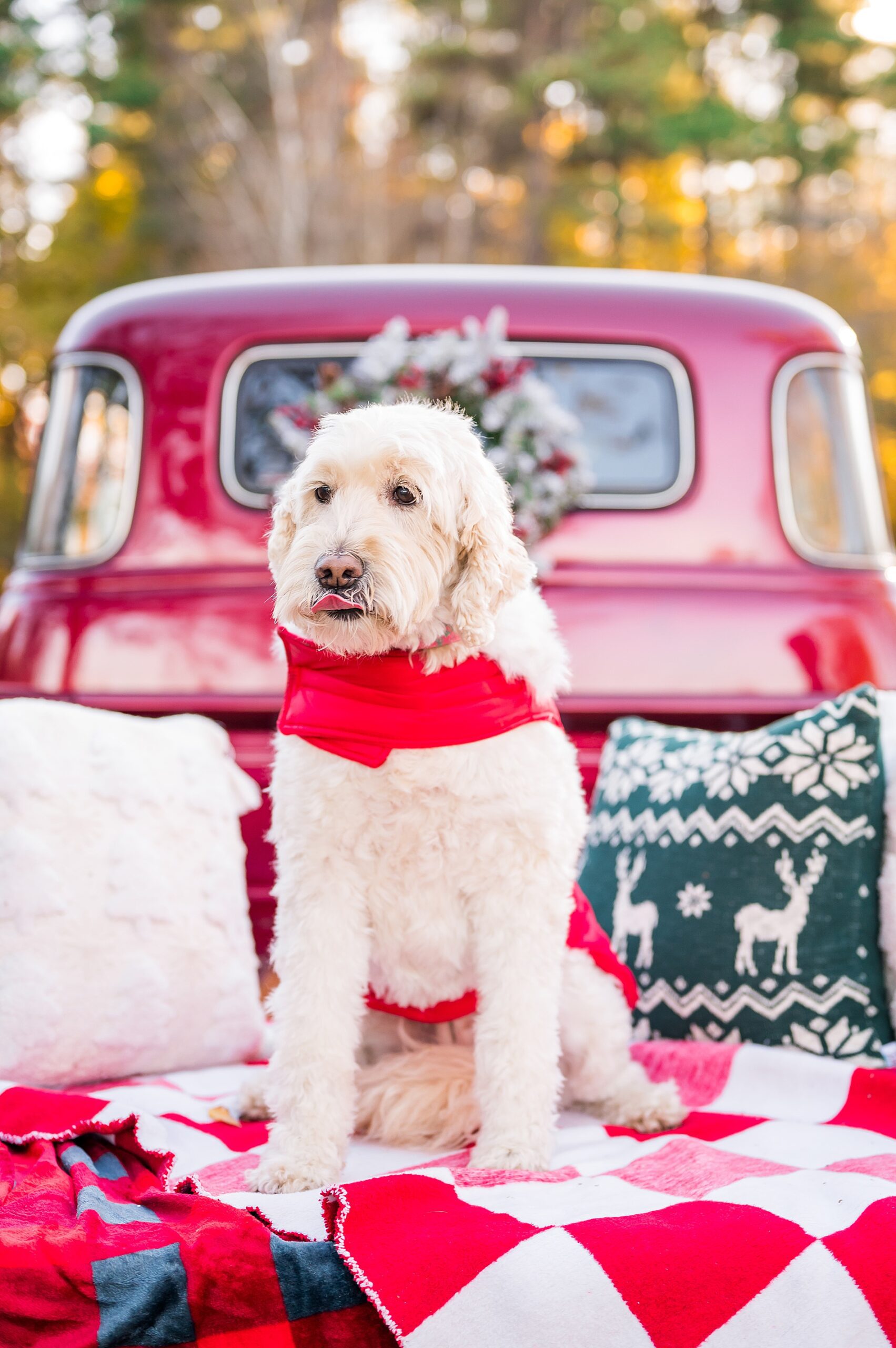 dog in back of red truck during Christmas mini session