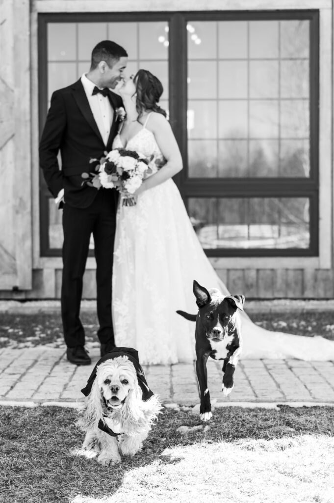 Wedding portraits with dogs | Spring wedding at the Barn at bull meadow