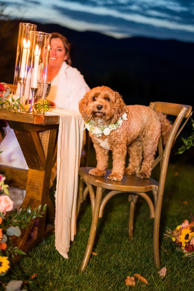 Pet of honor inspiration 